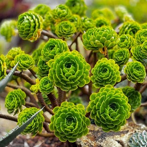 Lowest price Aeonium combo, large fresh stem cuttings, random colorful varieties of Aeonium succulents