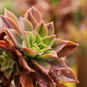Aeonium leucoblepharum, limited Rare Hardy succulent