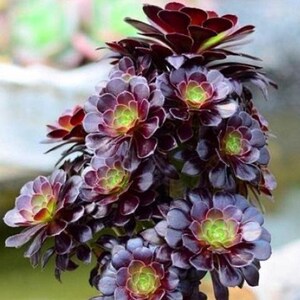 Aeonium Voodoo, rares plantes succulentes Aeonium limitées, faciles à former des grappes en forme d'arbre. Grande variété de rosettes image 3