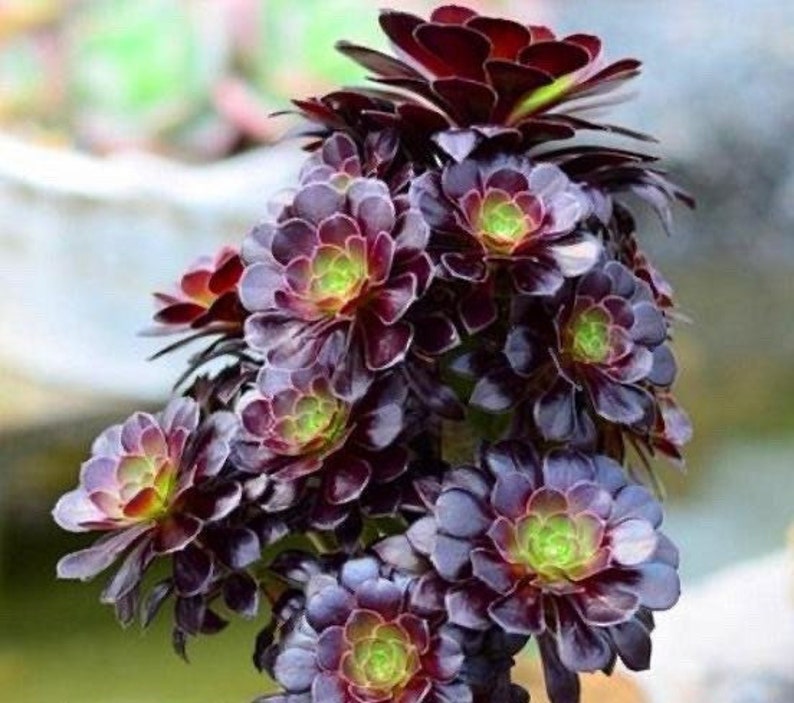 Aeonium Voodoo, rares plantes succulentes Aeonium limitées, faciles à former des grappes en forme d'arbre. Grande variété de rosettes image 3