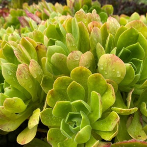Clearance Price, Aeonium ballerina, Rare Aeonium succulents fragrant smaller variety, easy to form clusters. Hairy green leaves