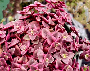 Crassula Pellucida, Calico Kitten, Marginalis Variegated, Tricolor Foliage  Succulent Plant, Rare - Etsy