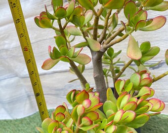 Jade Plant: Crassula Ovata Succulent, Lucky Money Tree - Etsy
