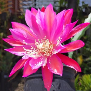 Epiphyllum Orchid Cactus, Rare Maganta “Autumn Brightness”, Multiple Stem Cuttings (12”+ ), bloom in a year, Easy propagation