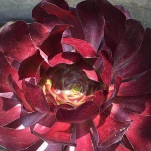 Aeonium Voodoo, rares plantes succulentes Aeonium limitées, faciles à former des grappes en forme d'arbre. Grande variété de rosettes image 6