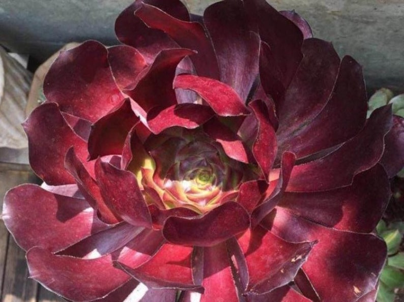Aeonium Voodoo, rares plantes succulentes Aeonium limitées, faciles à former des grappes en forme d'arbre. Grande variété de rosettes image 6