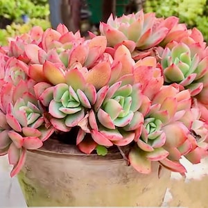 Echeveria Luella, hardy succulents
