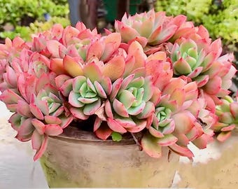 May include: A close-up of a succulent plant with pink and green leaves. The plant is in a terracotta pot.
