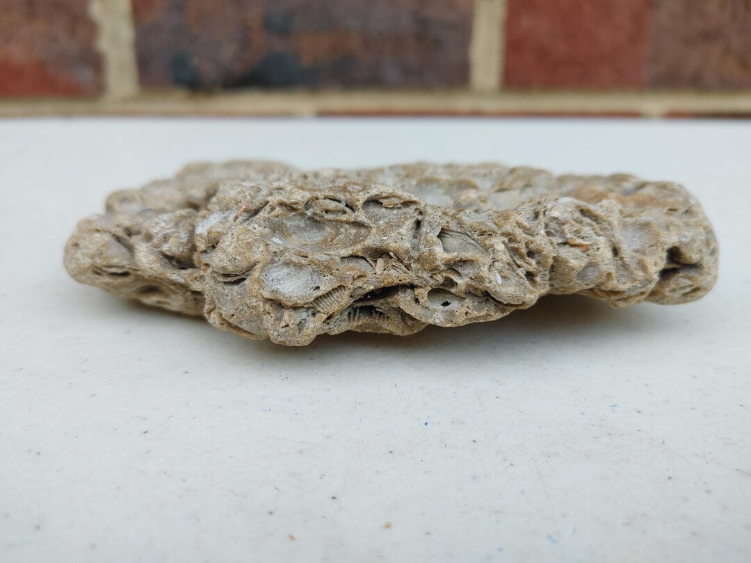 Limestone Similar Rocks Limestone or Similar Substrate FOSSILS - Etsy