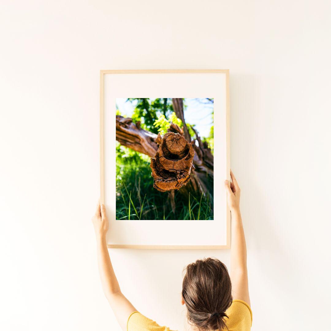 Natural Tree Rings Photography - Etsy