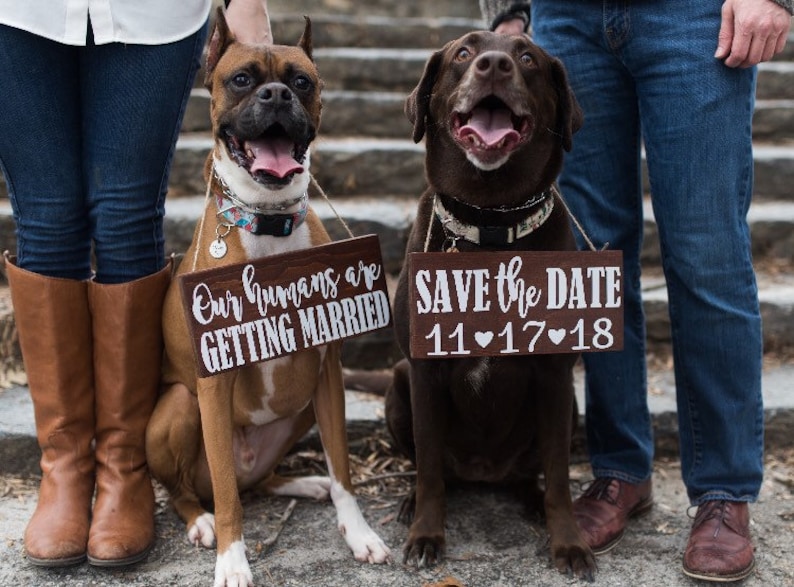 Free Shipping,Our Humans Are Getting Married Wood Signs,Pet Save the Date Sign,I loved her first,Dog Neck Ware, Save the Date Photo Prop image 5