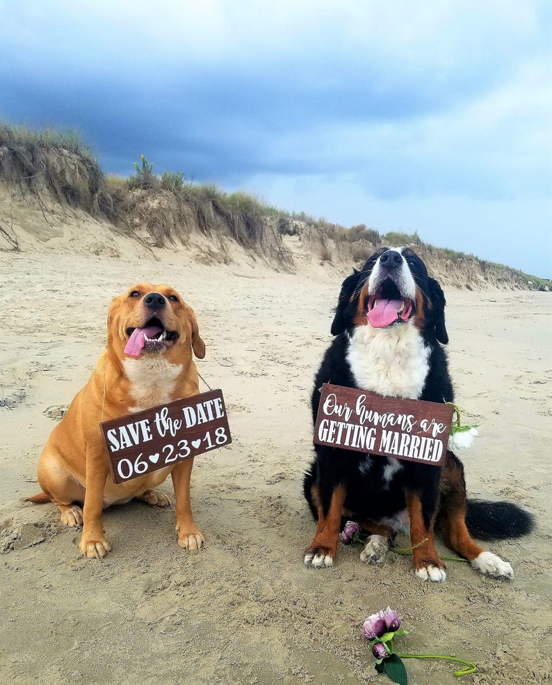 Free Shipping,Our Humans Are Getting Married Wood Signs,Pet Save the Date Sign,I loved her first,Dog Neck Ware, Save the Date Photo Prop image 7