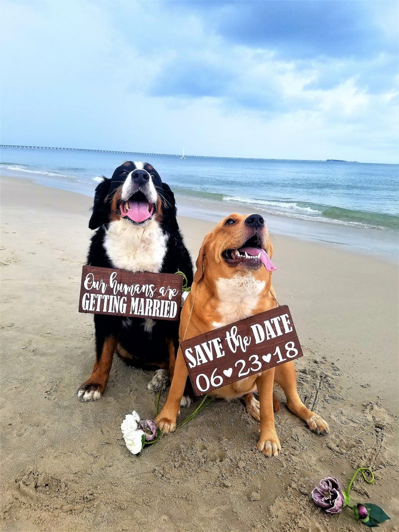 Free Shipping,Our Humans Are Getting Married Wood Signs,Pet Save the Date Sign,I loved her first,Dog Neck Ware, Save the Date Photo Prop image 4