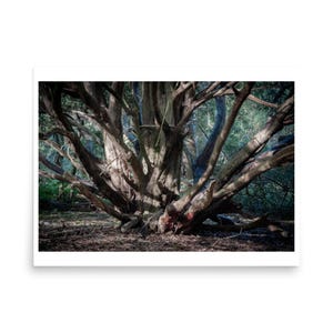 May include: A framed print showing a close-up of a large tree with many branches. The trunk and branches are brown and grey, with sunlight filtering through the leaves in the background. The print is set against a white background.