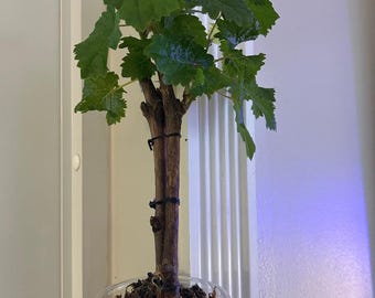 Cotton candy  grape, rooted 1 cutting. Close to pictured