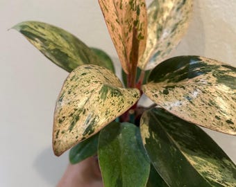 Rare  philodendron Orange Congo mint variegated- as pictured, exact plant ,US seller