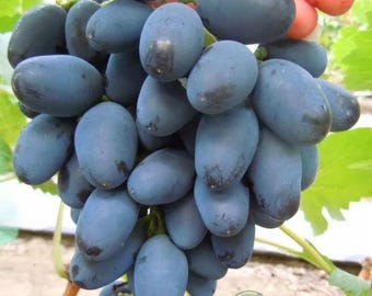 Rare Grape "Rada"- 5 cuttings, no roots, imported from Ukraine, picture and description provided by supplier.