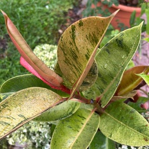 Moonshine Rubber Tree Ficus Shivereana  Variegated Rubber Tree Ficus elastica  Fast Growing Trees- 10 cuttings, no roots, free shipping.