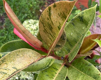Moonshine Rubber Tree Ficus Shivereana  Variegated Rubber Tree Ficus elastica  Fast Growing Trees- 10 cuttings, no roots, free shipping.