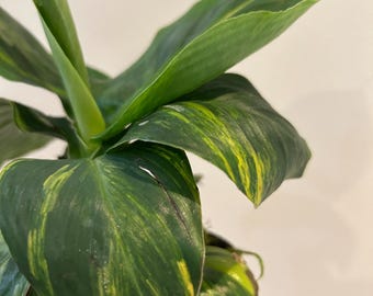 Musa Cavendish banana variegated- dwarf- similar to pictured