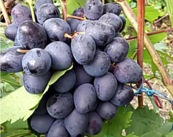 Rare Sudarushka grapes - 5 cuttings, no roots, imported from Ukraine, picture and description provided by supplier.