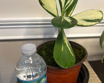 Clusia plant- variegated plant- as pictured