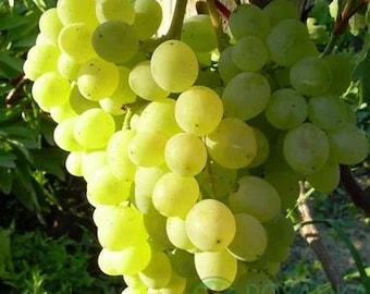 Rare Grape Alex -5 cuttings , no roots, imported from Ukraine, picture and description provided by supplier.