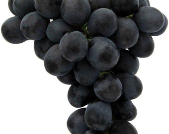 Rare Grape ADORA SEEDLESS- 3 cuttings, no roots, picture and description provided by supplier.