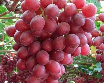 Rare Grape ALLISON- 3 cuttings, no roots, picture and description provided by supplier.