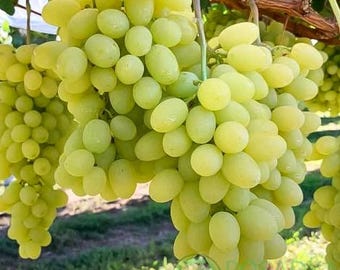 Rare Grape "Senator Burdak"- 5 cuttings, imported from Ukraine, picture and description provided by supplier.