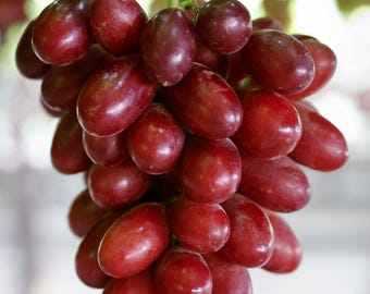 Rare Grape ARRA Cherry Crush- 3 cuttings, no roots, picture and description provided by supplier.