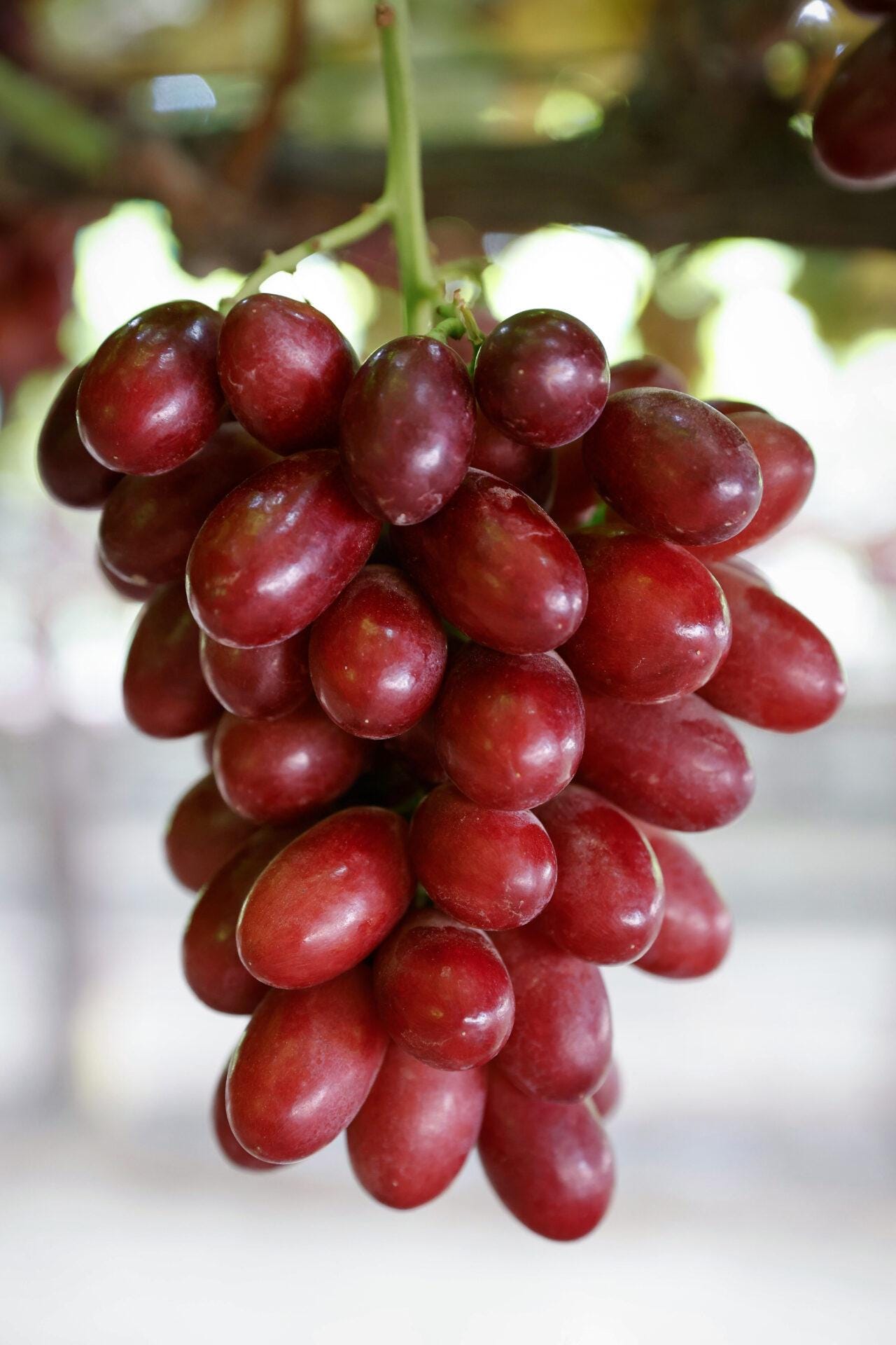 Rare Grape ARRA Cherry Crush- 3 Cuttings, No Roots, Picture and