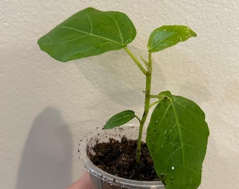 Rare Ficus dammaropsis Highland -1 starter plant as pictured, easy to grow