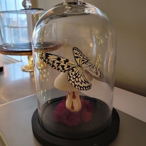 Glas Cloche mit echtem Schmetterling
