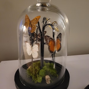 Glas Cloche mit echten Schmetterlingen