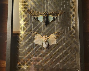 Blue & Ghost Cicada Shadow Box