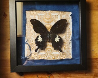 May include: A black and white butterfly specimen framed in a black frame with a gold patterned background. The butterfly is mounted on a blue velvet backing.