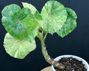 Begonia Rouge Variegated - Etsy