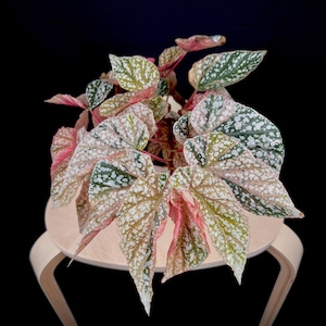 Bégonia rose panaché des neiges extrêmement rare - Pot de 4 po. - Plante d'intérieur tropicale unique - Vendeur américain - Renouvellement du 24 mars