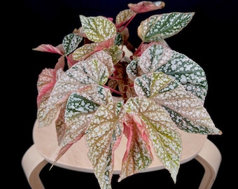 Extremely Rare Pink Variegated Snow Capped Begonia - 4'' Pot