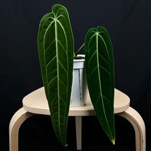 Anthurium Warocqueanum Queen 4'' Pot - Velvety Foliage, Long Elegant Leaves - US Seller - 7.04 Renewed