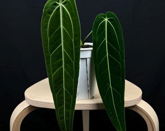 Anthurium Warocqueanum Dark and Narrow Form Starter Plant