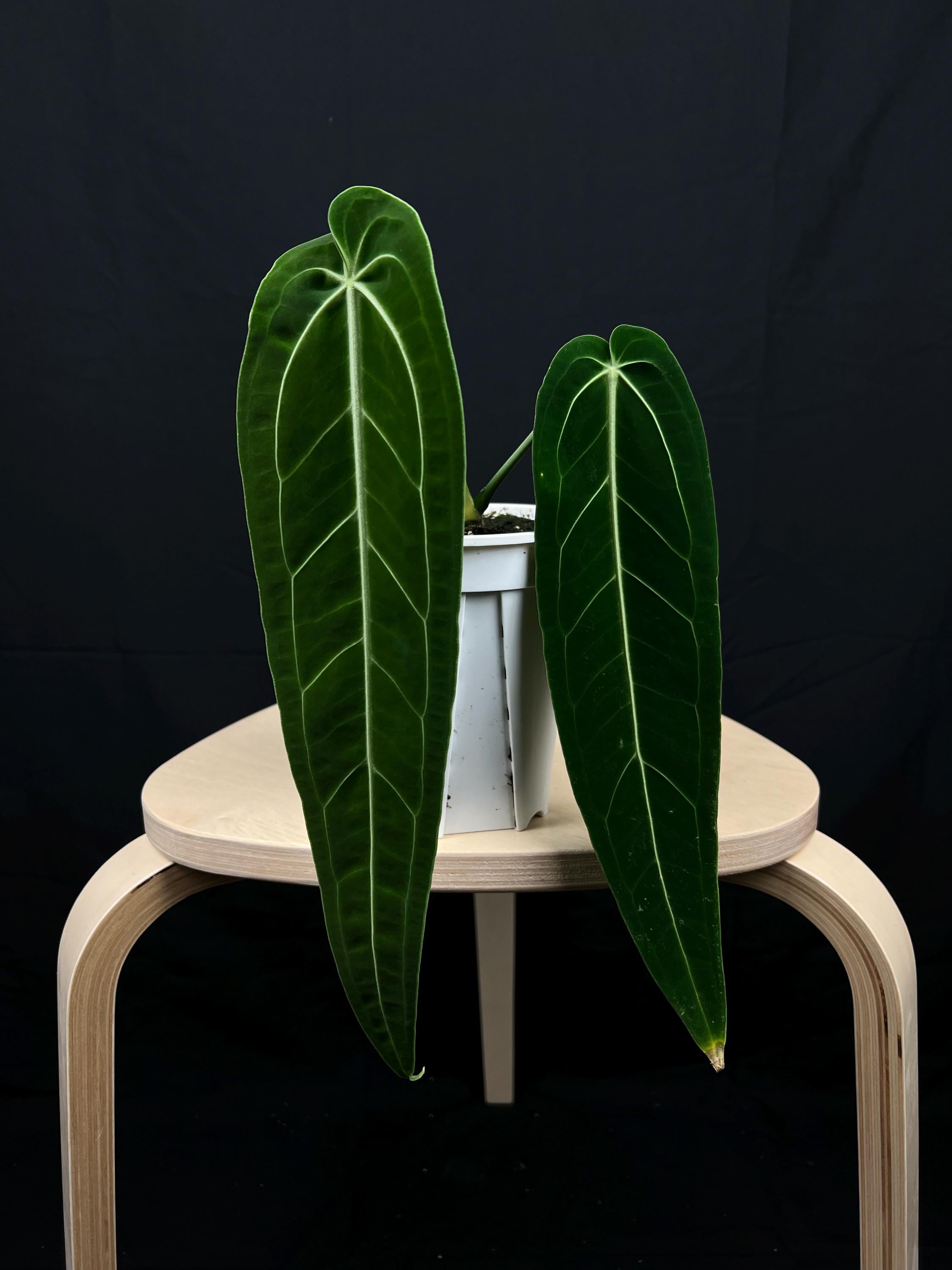 Anthurium Warocqueanum Queen 4'' Pot - Velvety Foliage, Long Elegant Leaves  - US Seller - 02.25 Renewed - Etsy