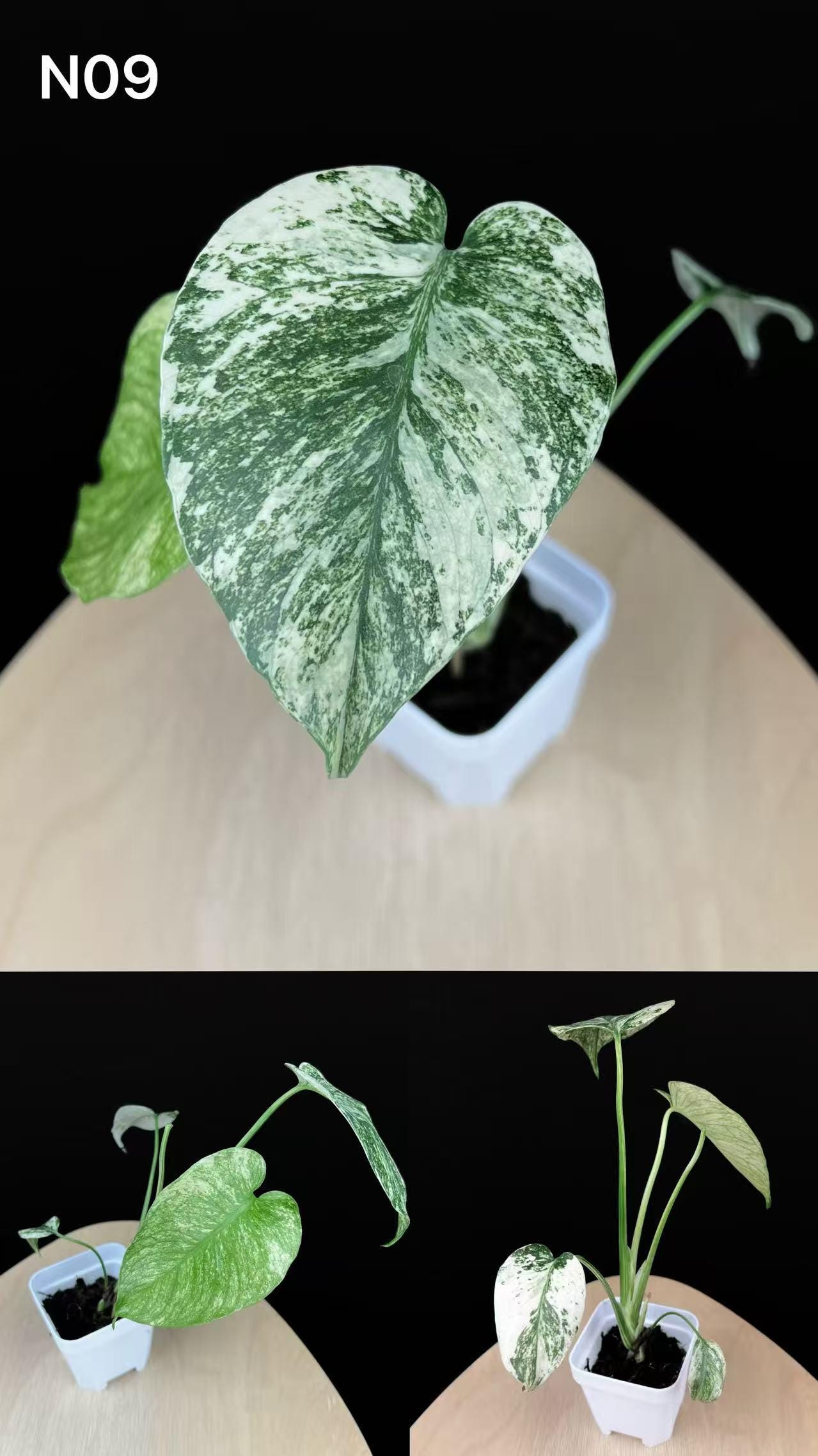 希少」モンステラ ホワイトラヴァMonstera White Lava 大株 希少