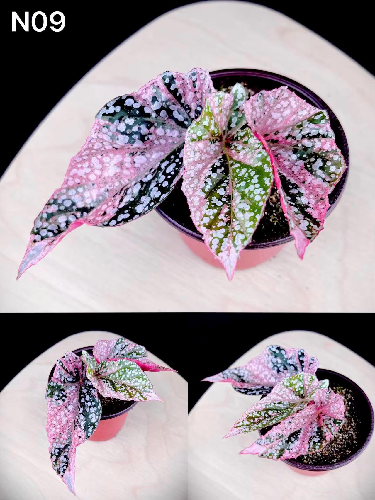 Extremely Rare Pink Variegated Snow Capped Begonia - 4'' Pot