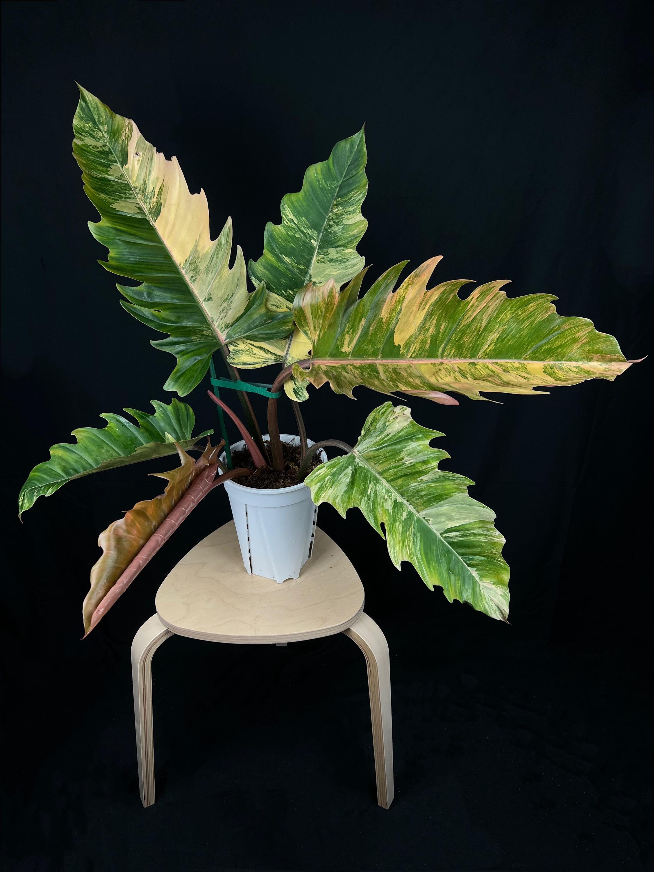 Philodendron Caramel Marble High Variegation - A Rare Botanical Treasure -  US Seller- 03.06 Renewed - Etsy