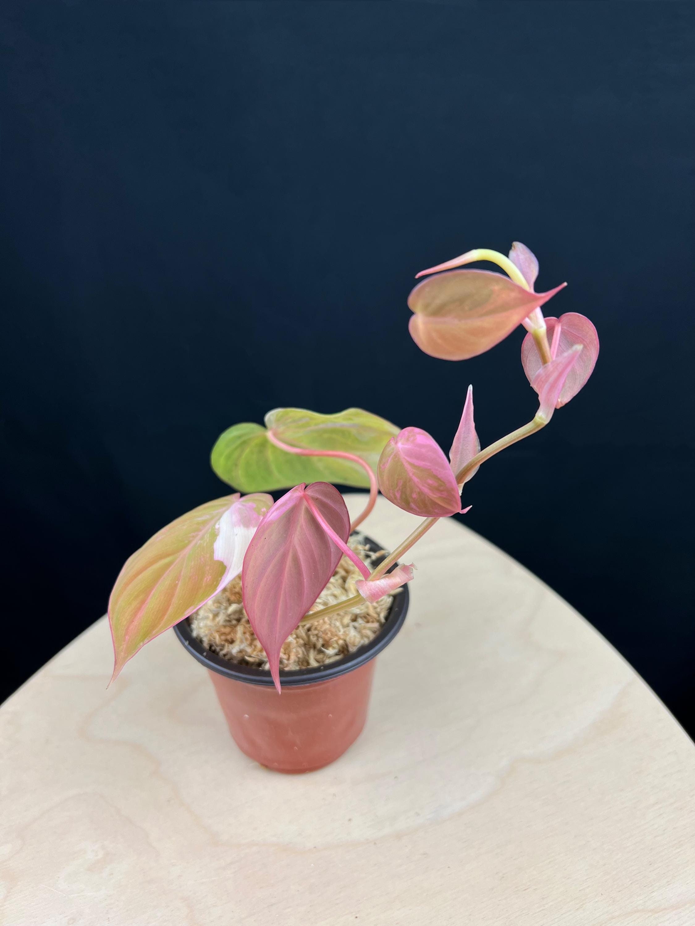 Rare Philodendron Pink Variegated Micans | Aurea Micans in 4'' Pot  Easy  Care Trailing Plant  US Seller - 8.21 Renewed