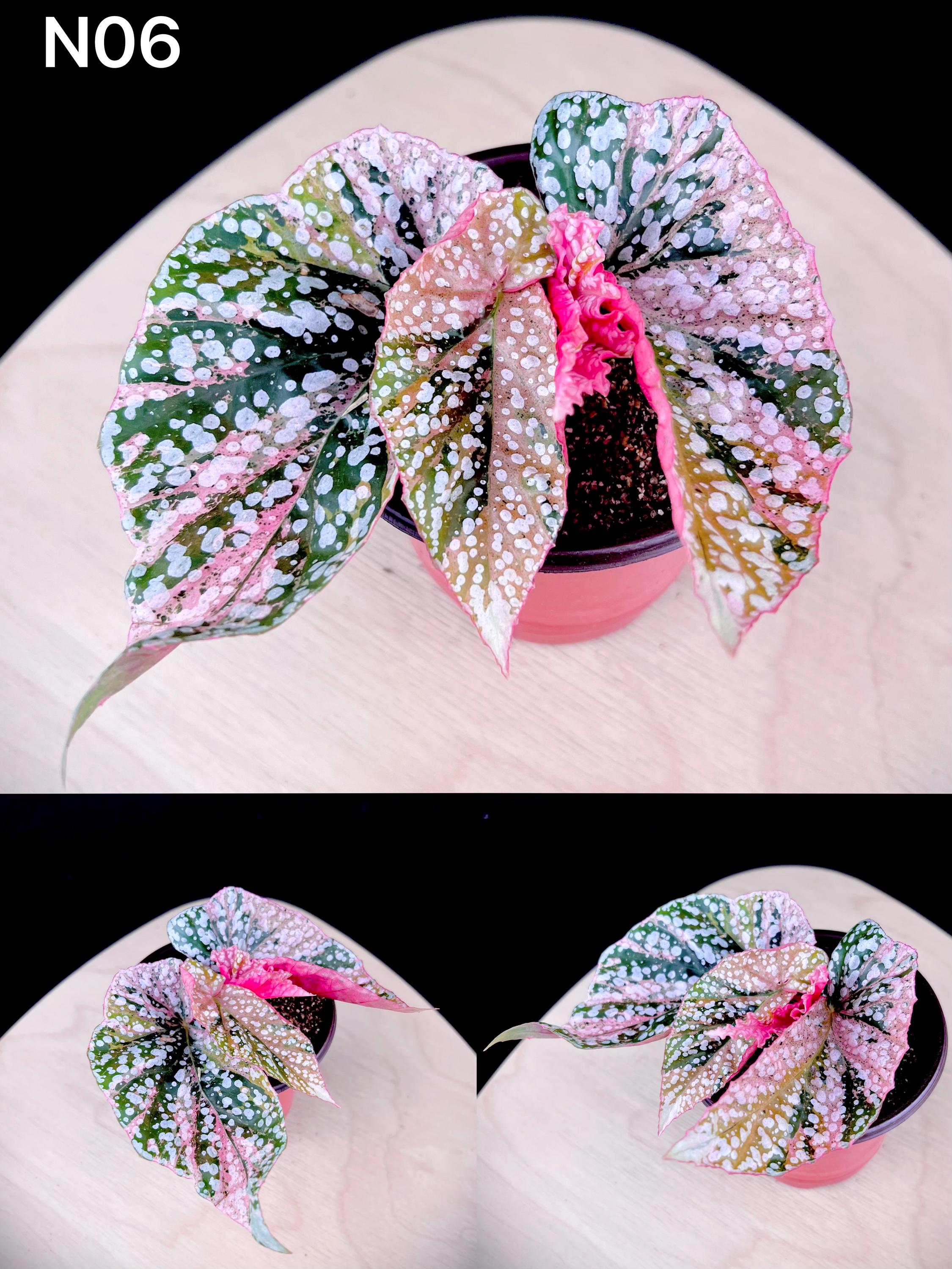 Extremely Rare Pink Variegated Snow Capped Begonia - 4'' Pot