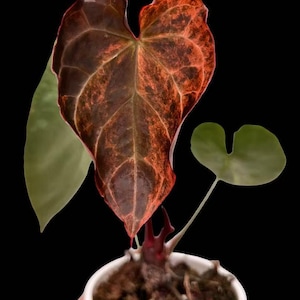 Anthurium 