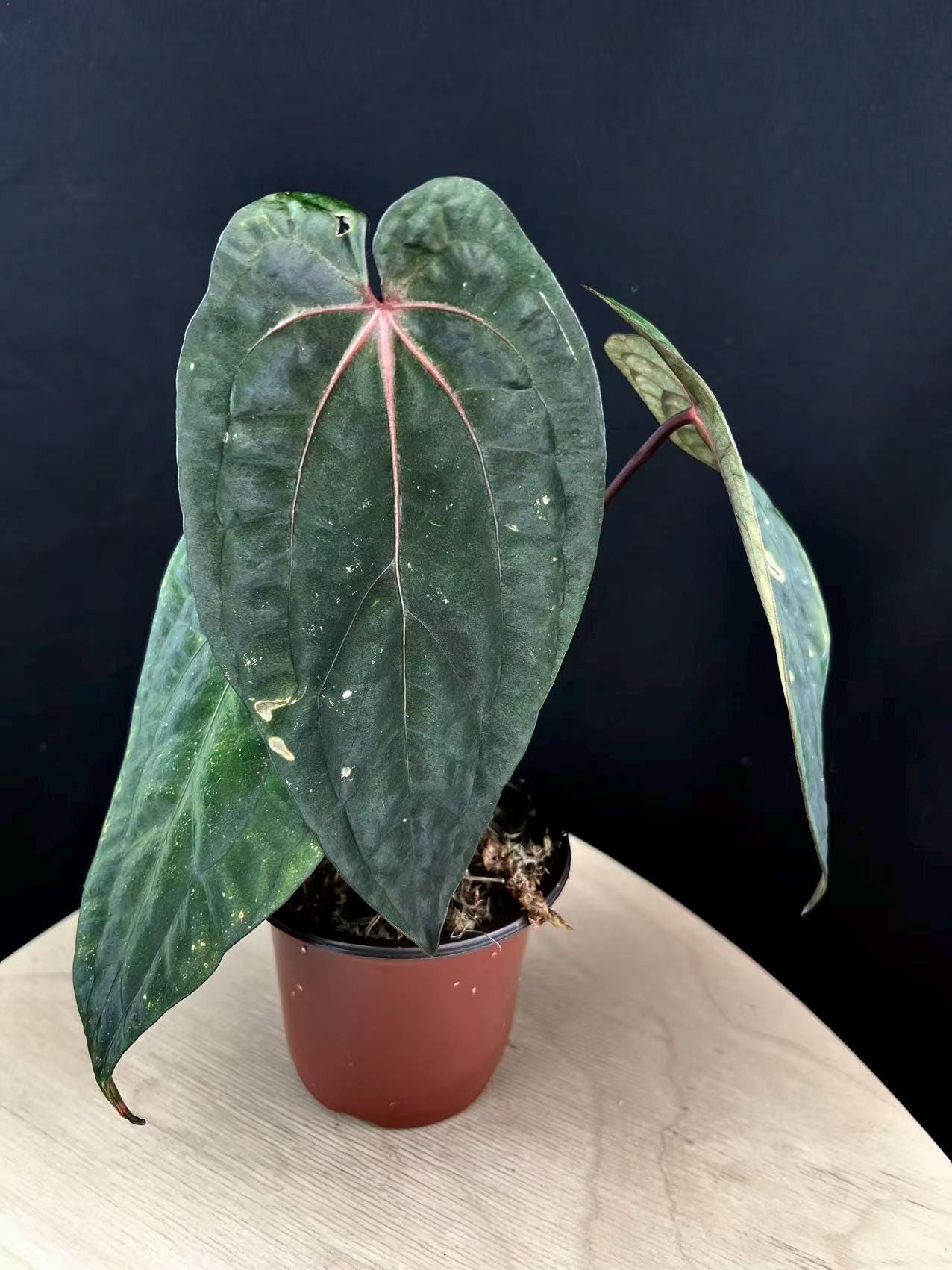 Anthurium X Ace of Spades - Etsy